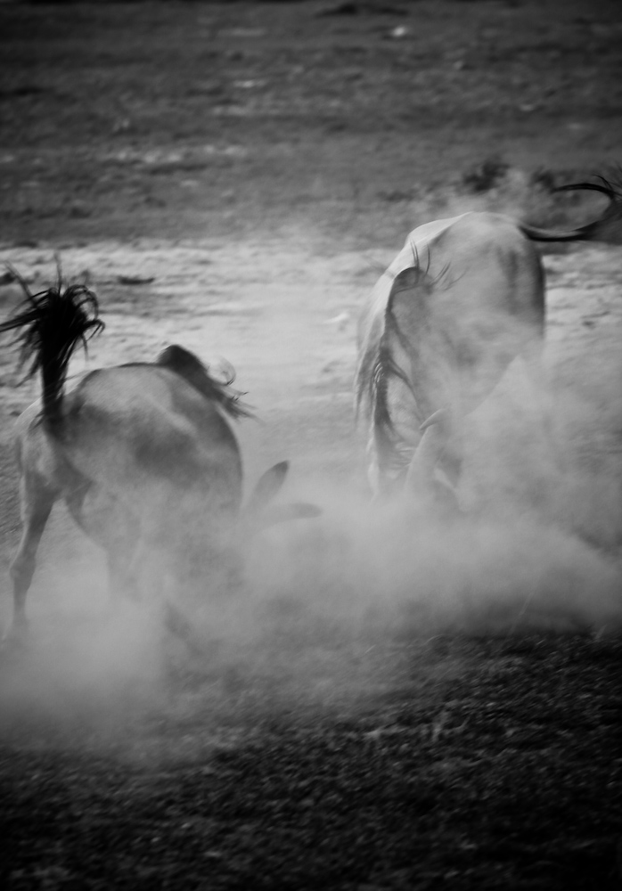 Gnu