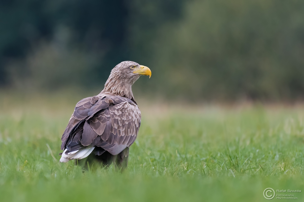 Bielik, White-tailed Eagle (Haliaeetus albicilla) ... 2016r