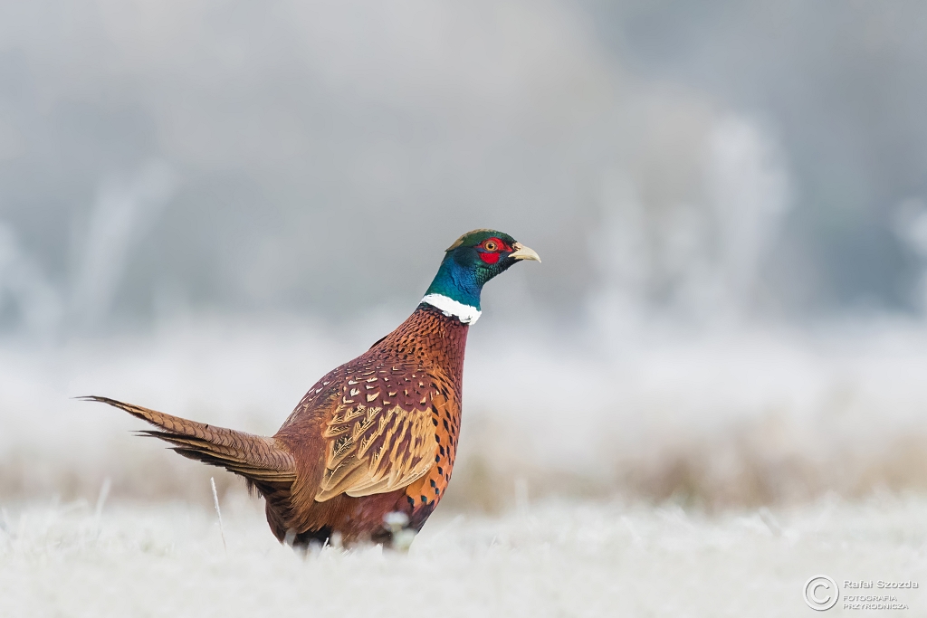 Ba�ant, Common Pheasant (Phasianus colchicus) ... 2016r