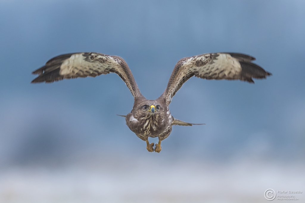 Myszo��w, Common Buzzard (Buteo buteo) ... 2016r