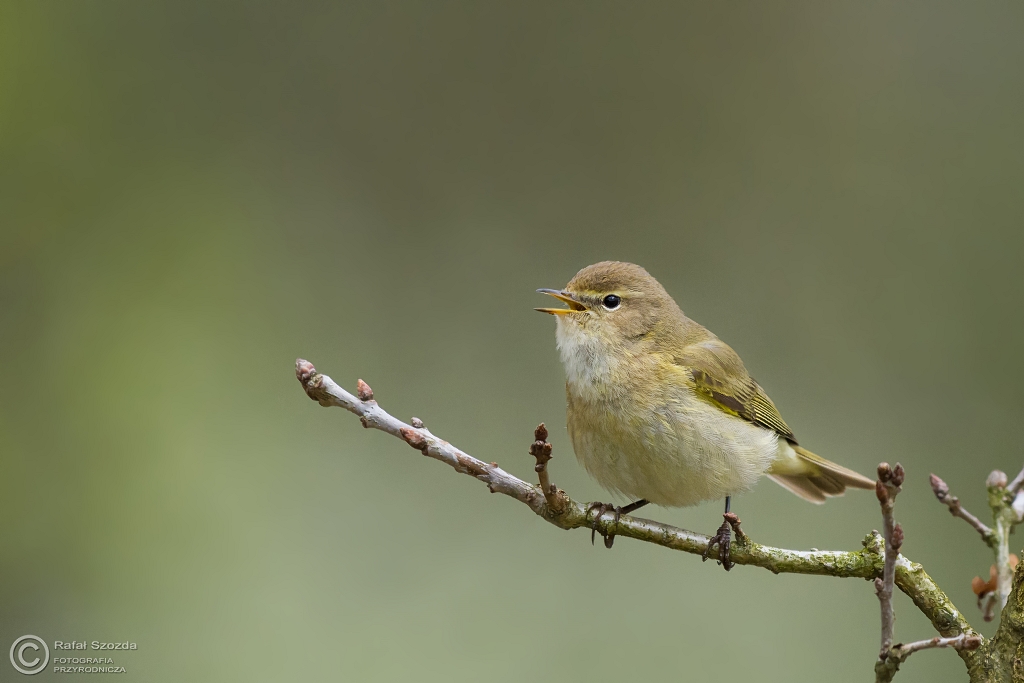 Pierwiosnek, Common Chiffchaff (Phylloscopus collybita) ...