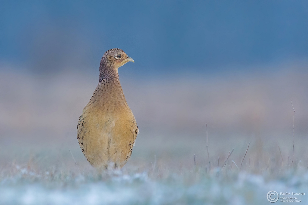 Kurka Ba�anta, Common Pheasant (Phasianus colchicus) ...