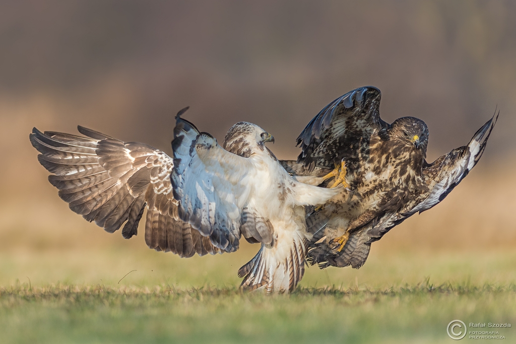 Myszo��w, Common Buzzard (Buteo buteo) ... 2016r