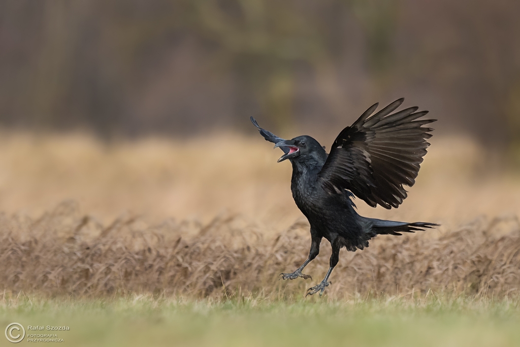 Kruk, Common Raven (Corvus corax) ... 2016r