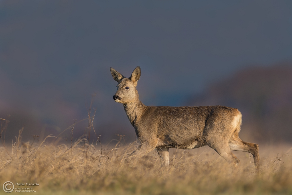 Sarna, Roe (Capreolus capreolus) ... 2016r