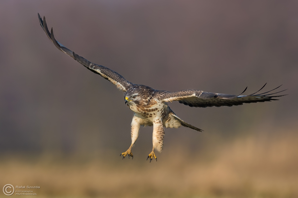 Myszo��w, Common Buzzard (Buteo buteo) ... 2016r