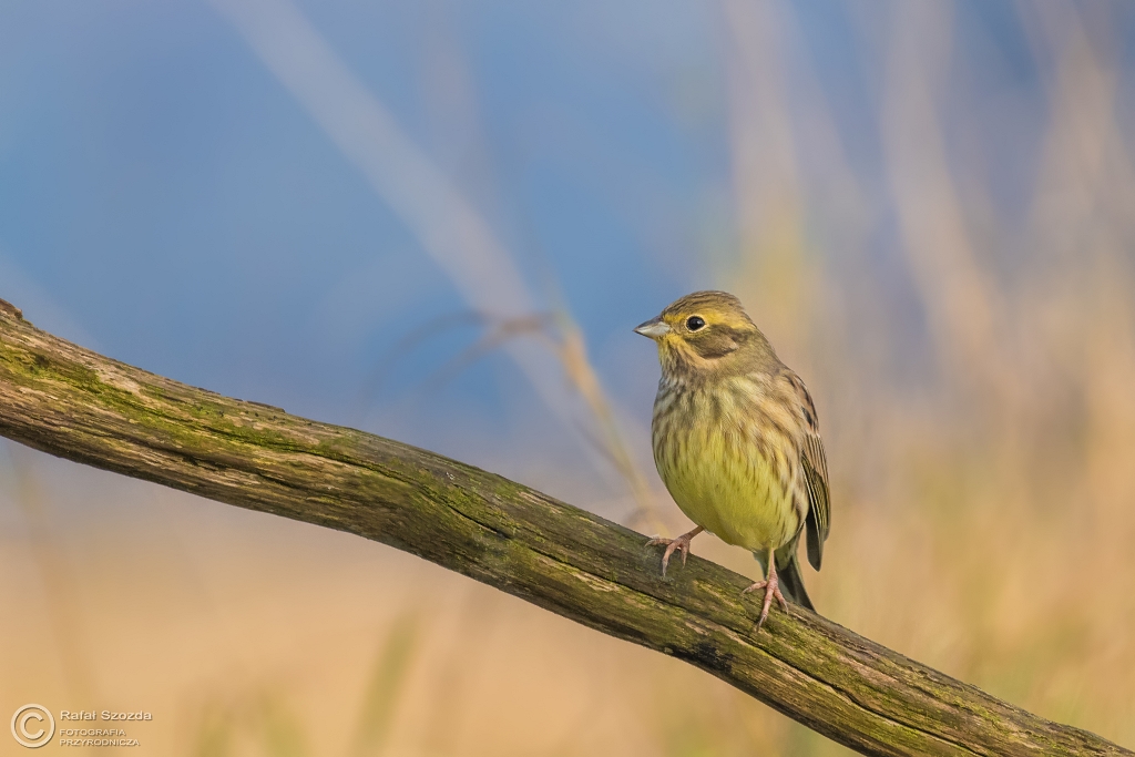 Trznadel, Yellowhammer (Emberiza citrinella) ... 2016r