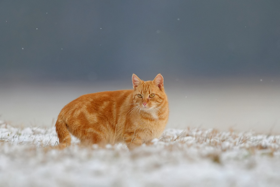 Garfield :)