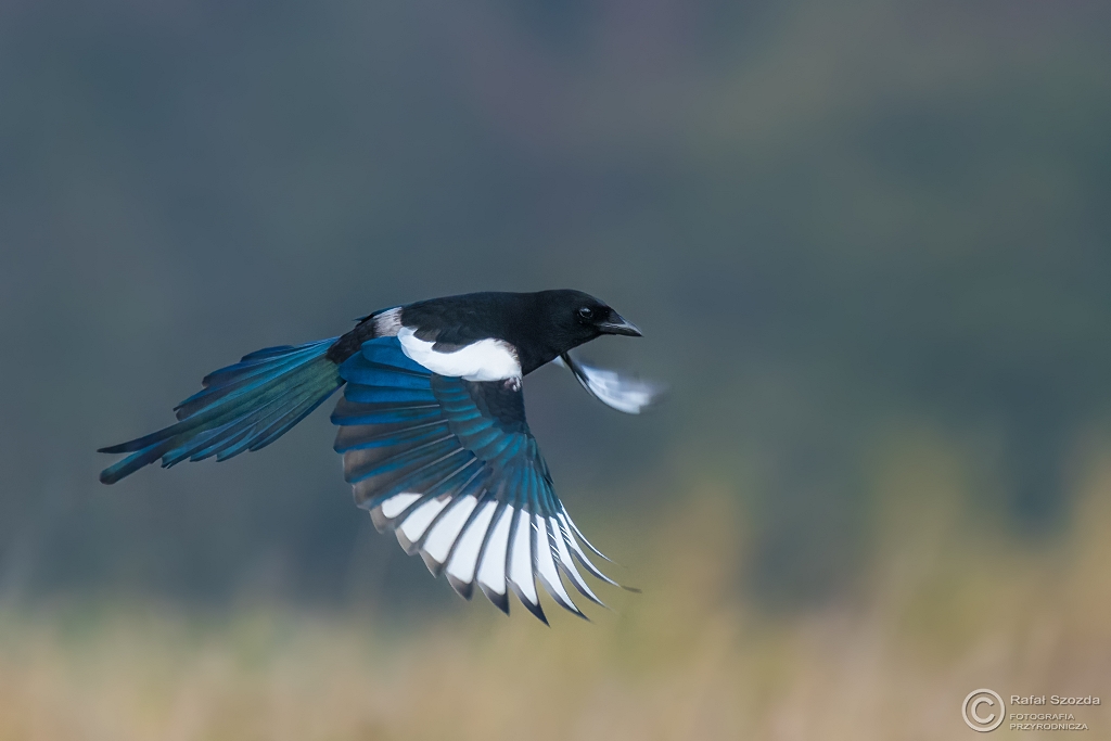Sroka, Eurasian Magpie (Pica pica) ... 2016r