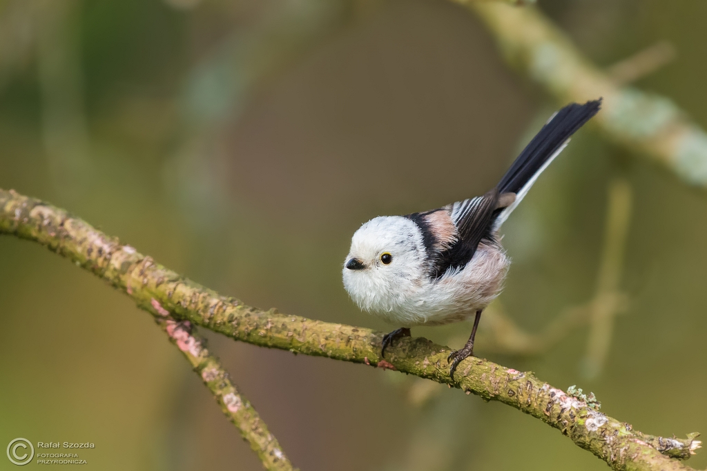 Raniuszek, Northern Long-tailed (Aegithalos caudatus) ... 2016r