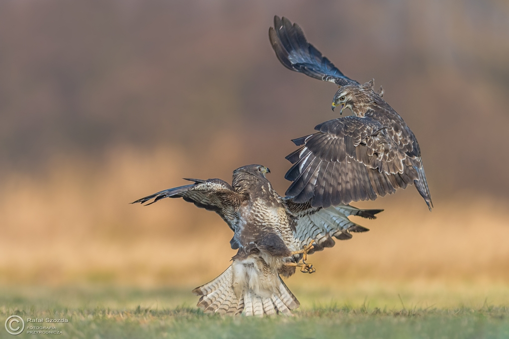 Myszo�owy, Common Buzzard (Buteo buteo) ... 2016r