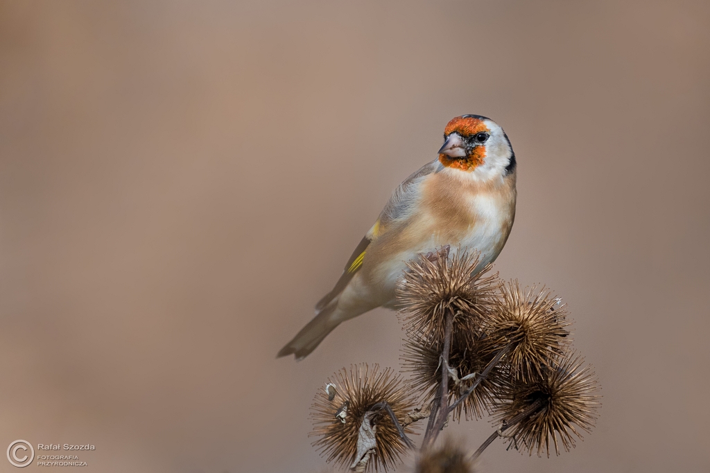 Szczygie�, European Goldfinch (Carduelis carduelis) ... 2016r