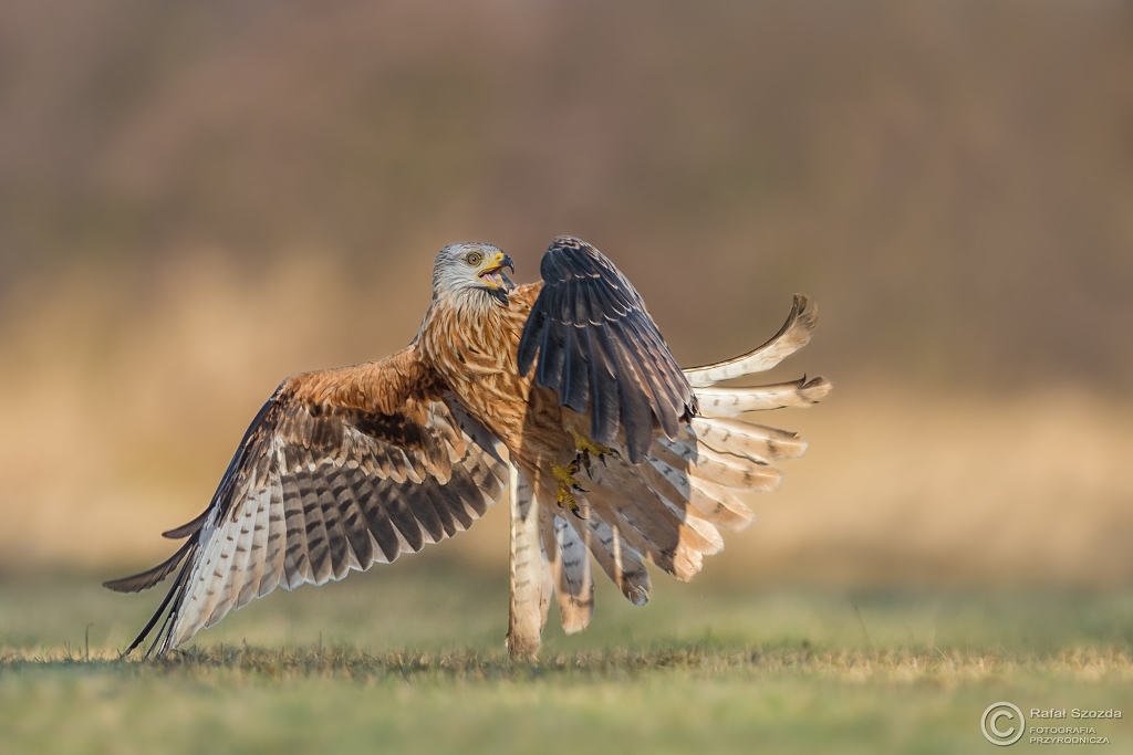 Sylwestrowa (31.12.2016r) - Kania Ruda, Red Kite (Milvus milvus) ...