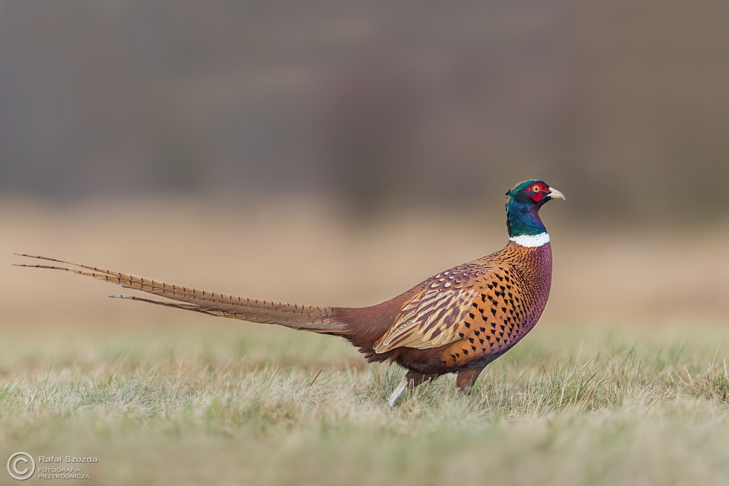 Ba�ant, Common Pheasant (Phasianus colchicus) ... 2017r