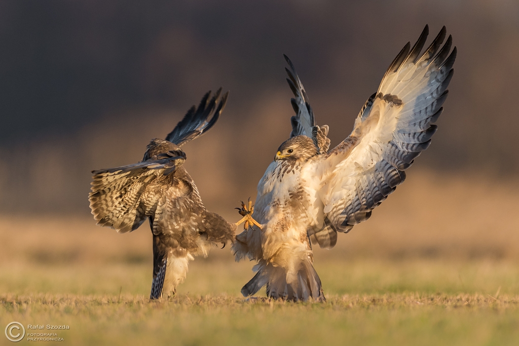 Myszo��w, Common Buzzard (Buteo buteo) ... 2017r