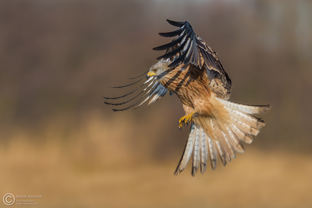 Kania Ruda, Red Kite (Milvus milvus) ... (31.12.2016r)