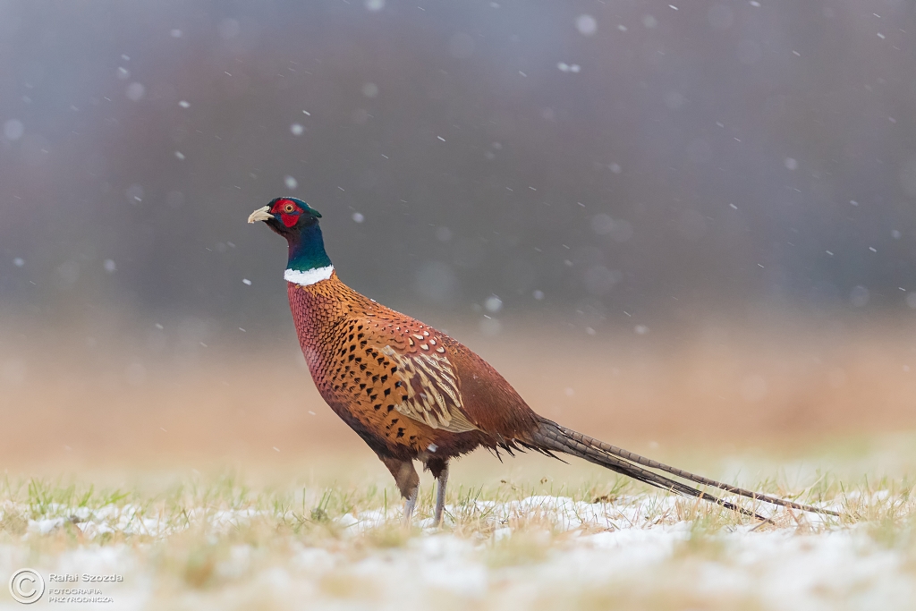 Ba�ant, Common Pheasant (Phasianus colchicus) ... 2017r