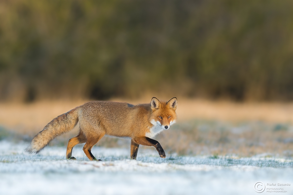 Lis, Fox (Vulpes vulpes) ... 2017r