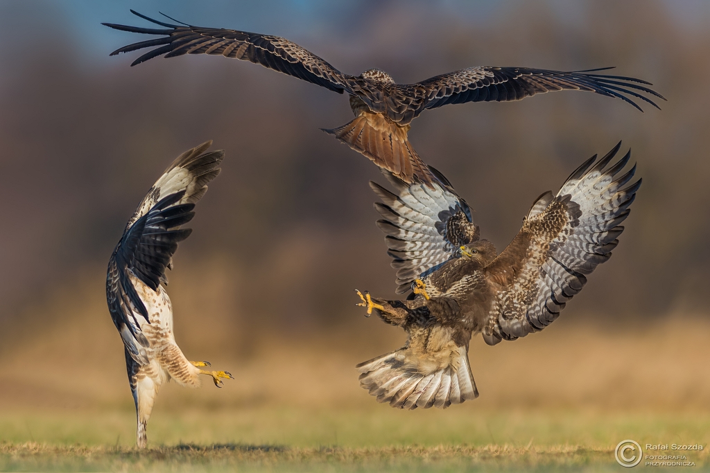 Myszo��w, Common Buzzard (Buteo buteo) vs Kania Ruda, Red Kite (Milvus milvus) ... 2017r