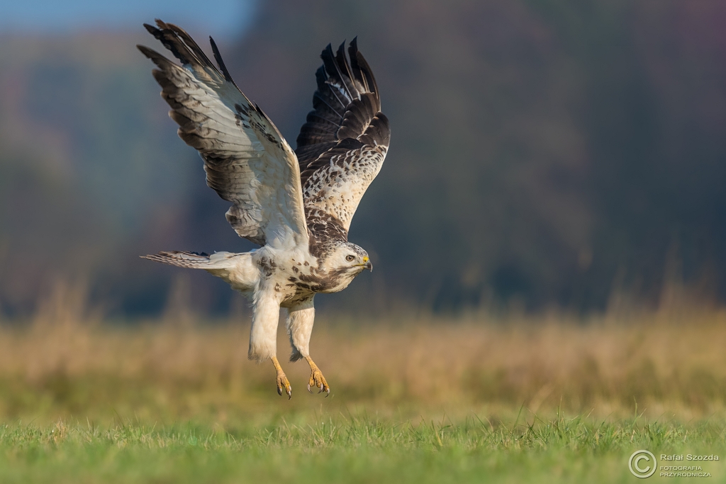 Myszo��w, Common Buzzard (Buteo buteo) ... 2017r