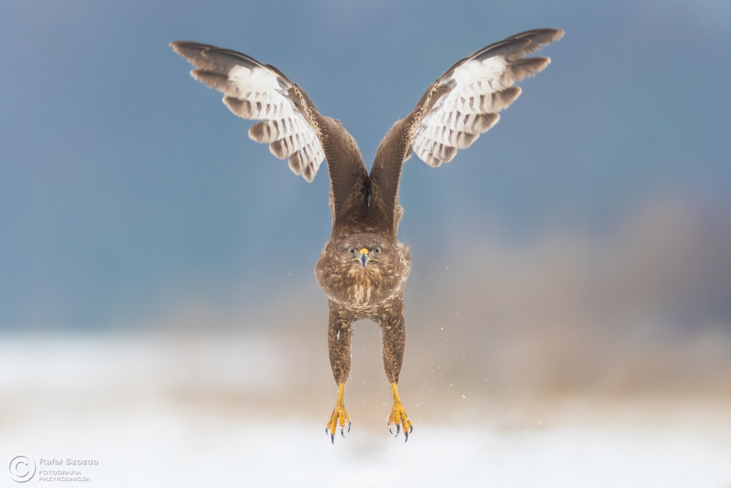 Symetria - Myszo��w, Common Buzzard (Buteo buteo) ... 2017r