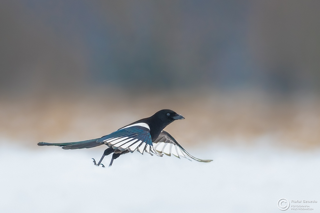 W pierzynie - Sroka, Eurasian Magpie (Pica pica) ... 2017r