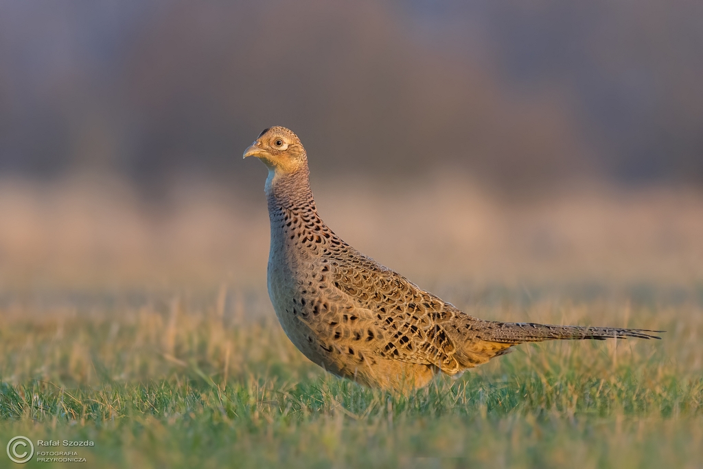 Ba�ant, Common Pheasant (Phasianus colchicus) ...