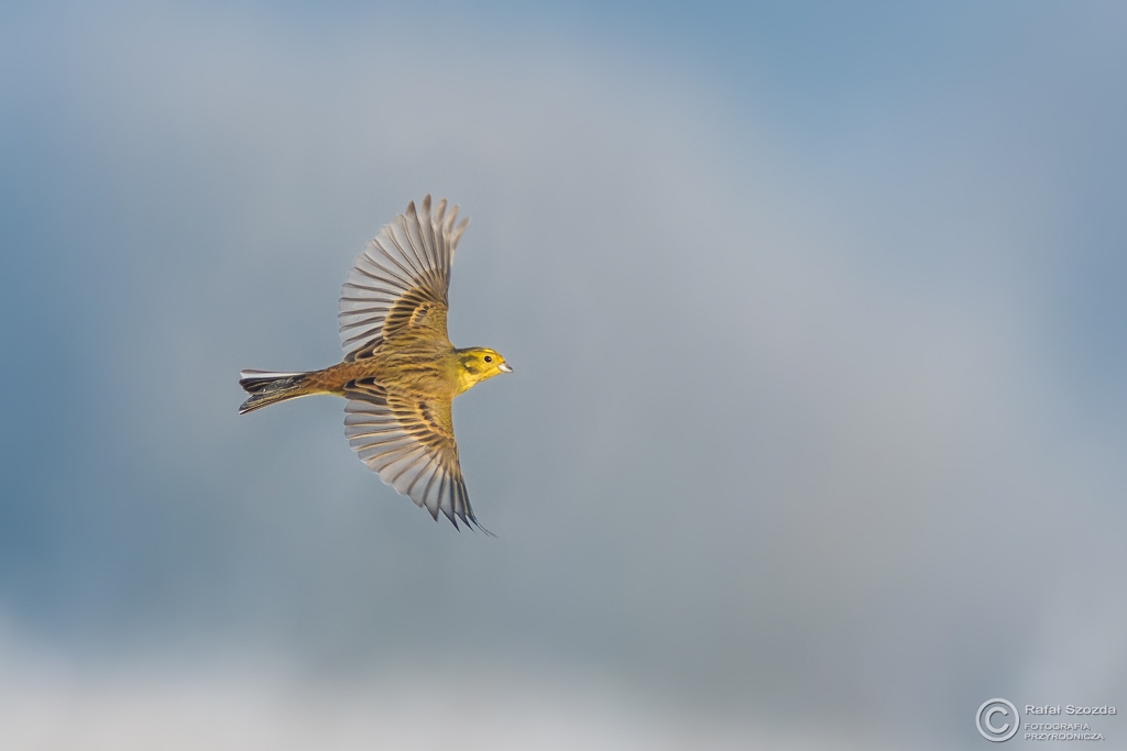 Trznadel, Yellowhammer (Emberiza citrinella) ... 2017r - minimalistycznie