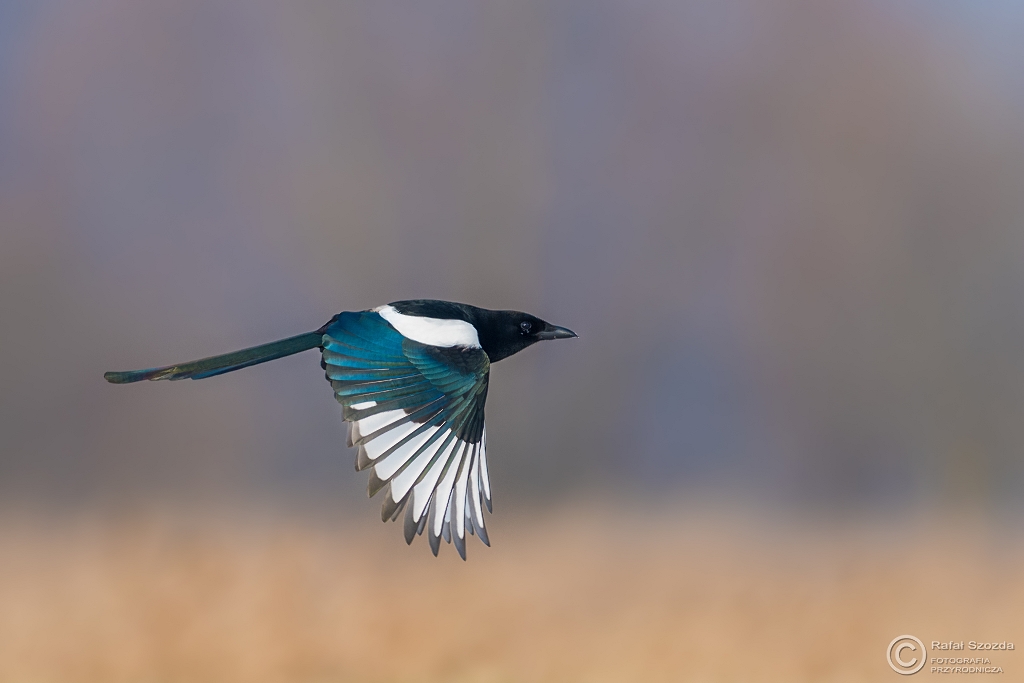 Sroka, Eurasian Magpie (Pica pica) ... 2017r
