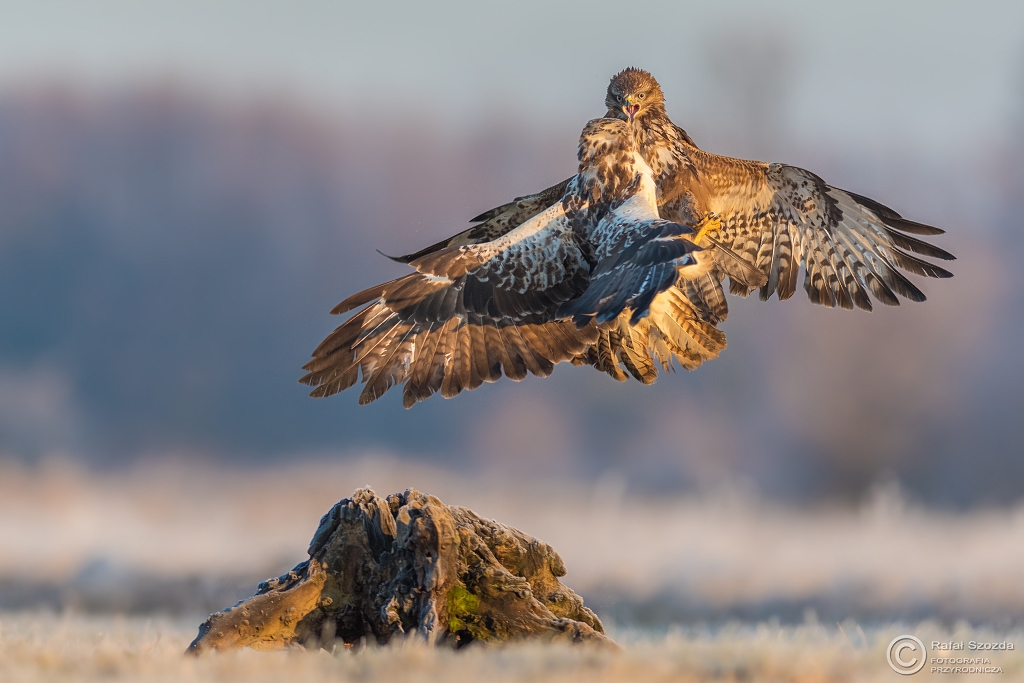 Myszo�owy, Common Buzzard (Buteo buteo) ... 2017r