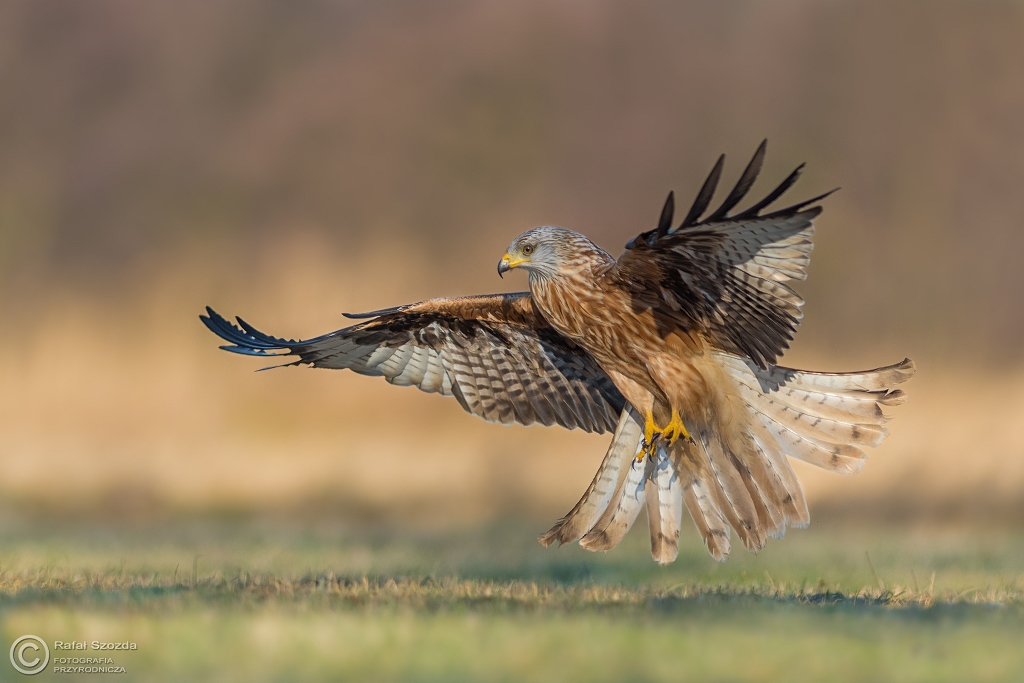 Kania Ruda, Red Kite (Milvus milvus) ... 2017r