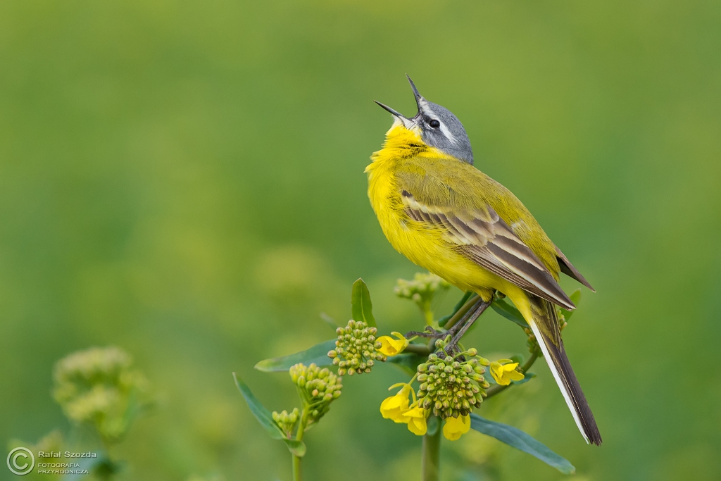 Pliszka ��ta, Yellow Wagtail (Motacilla flava) ...