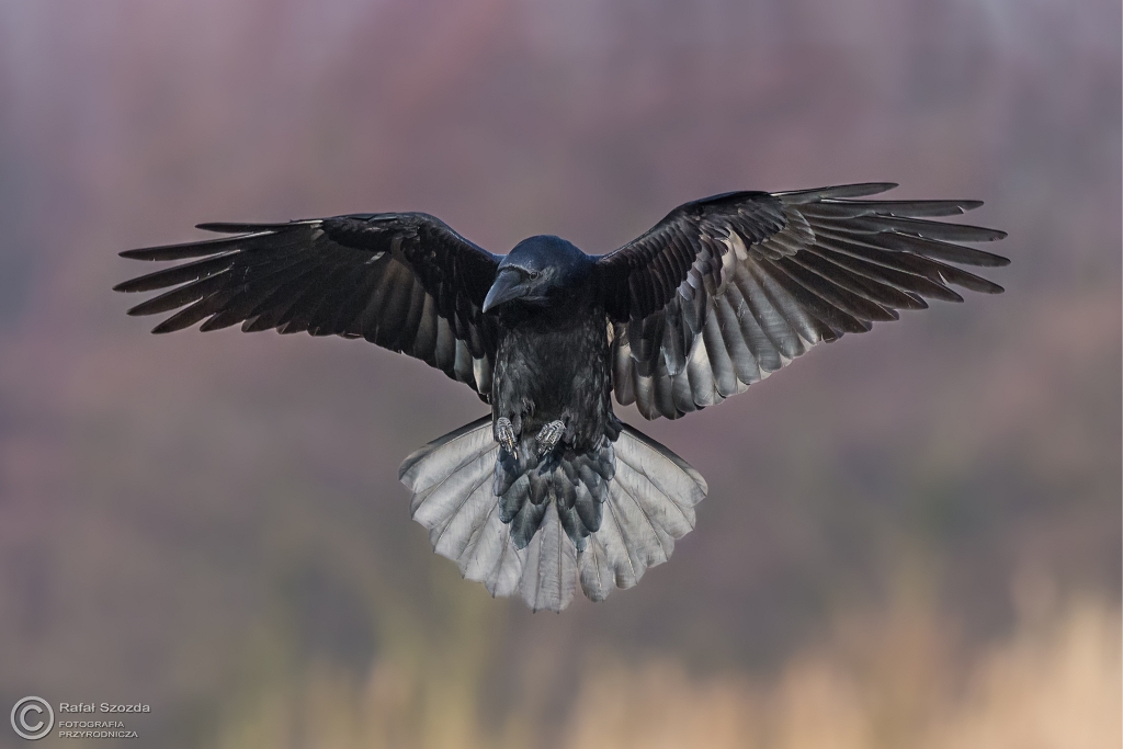 Kruk, Common Raven (Corvus corax) ...