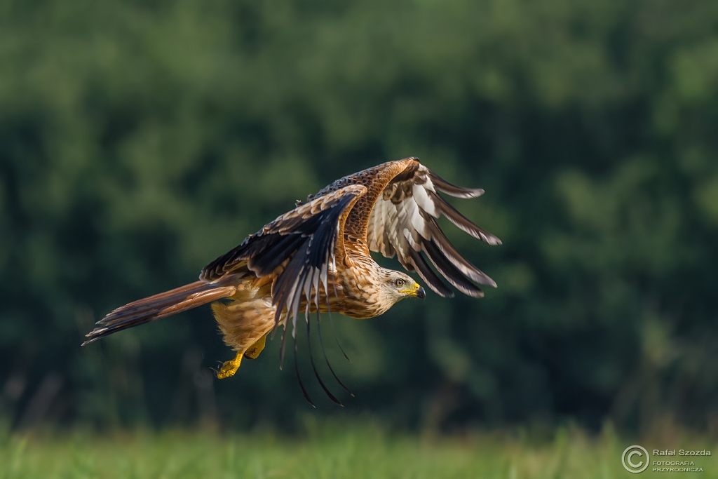 Kania Ruda, Red Kite (Milvus milvus) ...