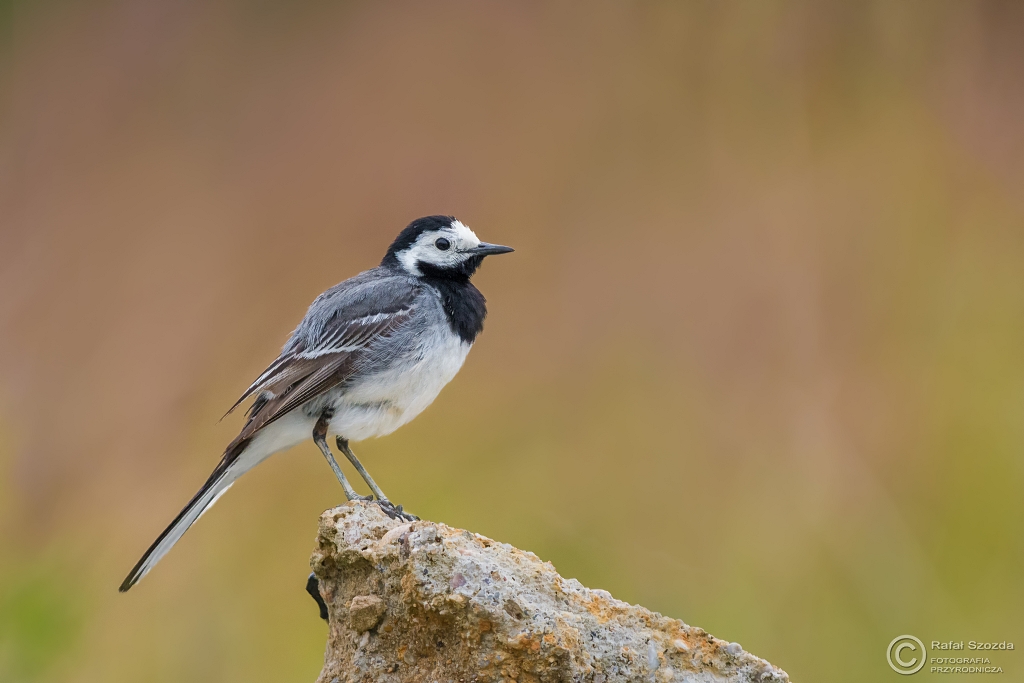 Pliszka Siwa, White Wagtail (Motacilla alba) ...