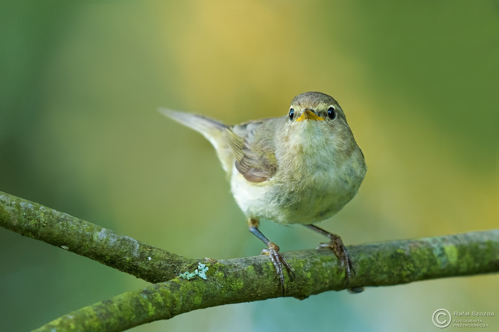 Pierwiosnek, Common Chiffchaff (Phylloscopus collybita) ...