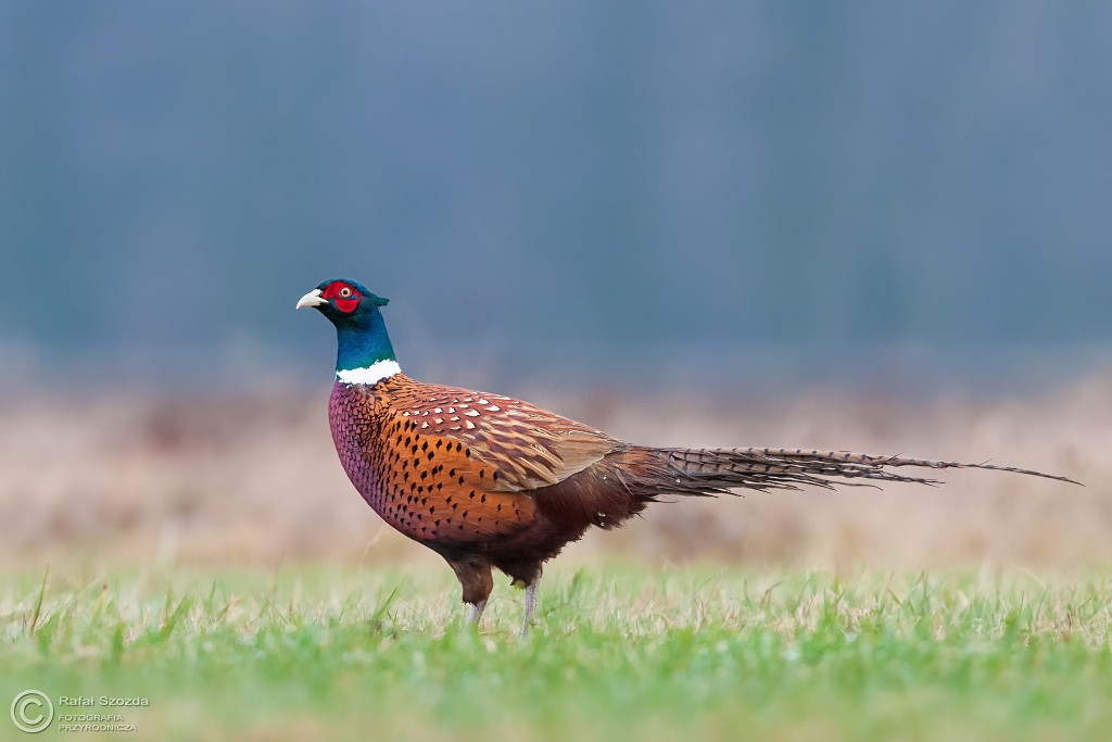 Ba�ant, Common Pheasant (Phasianus colchicus) ...