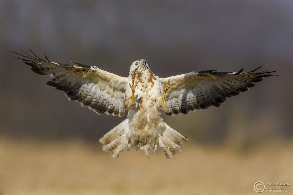 Myszo��w, Common Buzzard (Buteo buteo) ... 2017r