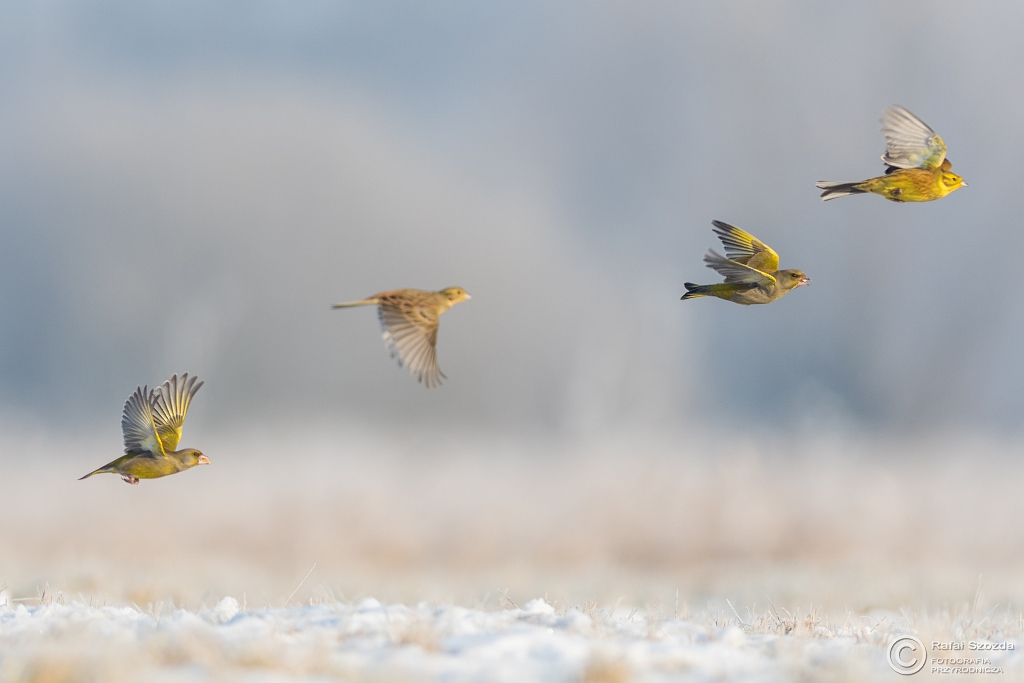 Dzwo�ce, European Greenfinch (Carduelis chloris) i Trznadle ... 2017r