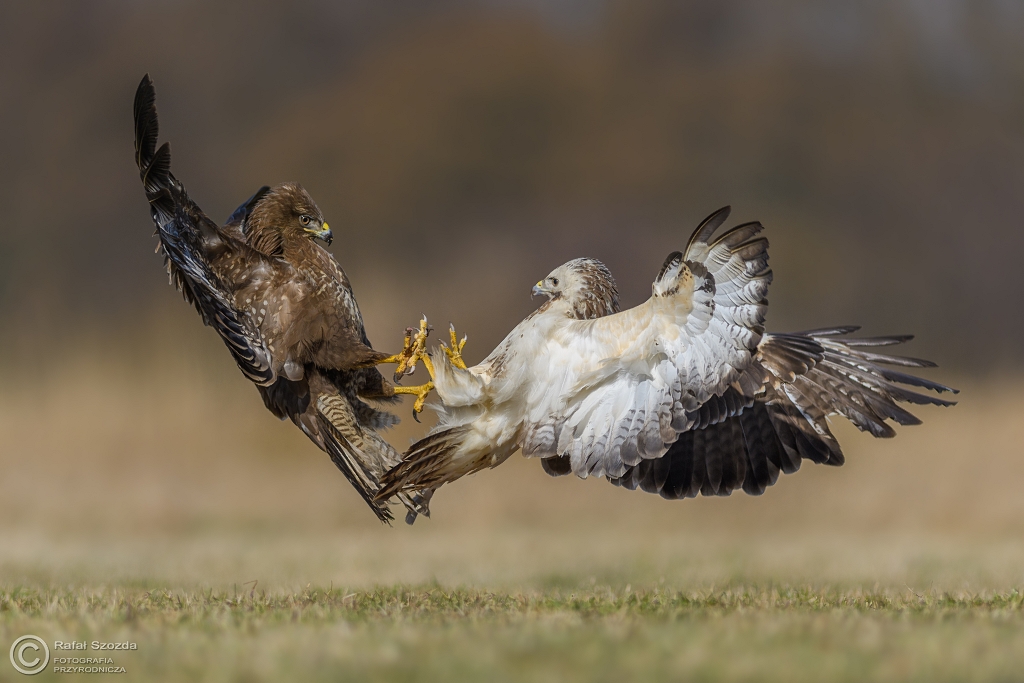Myszo�owy, Common Buzzard (Buteo buteo) ... 2017r