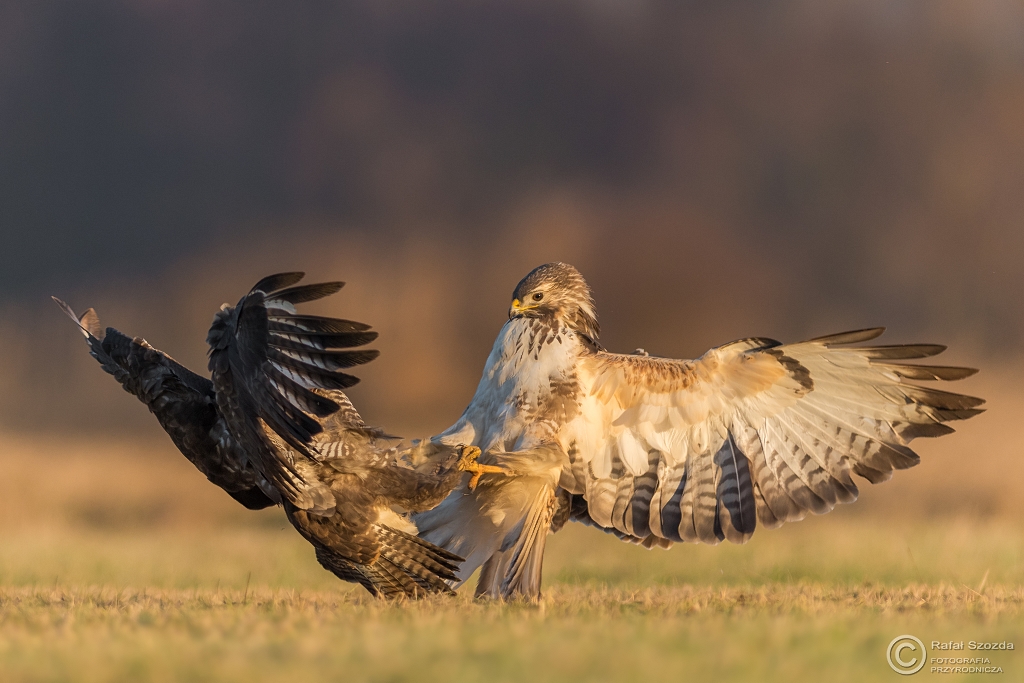A tymczasem wczesnym rankiem - Myszo�owy, Common Buzzard (Buteo buteo) ... 2017r