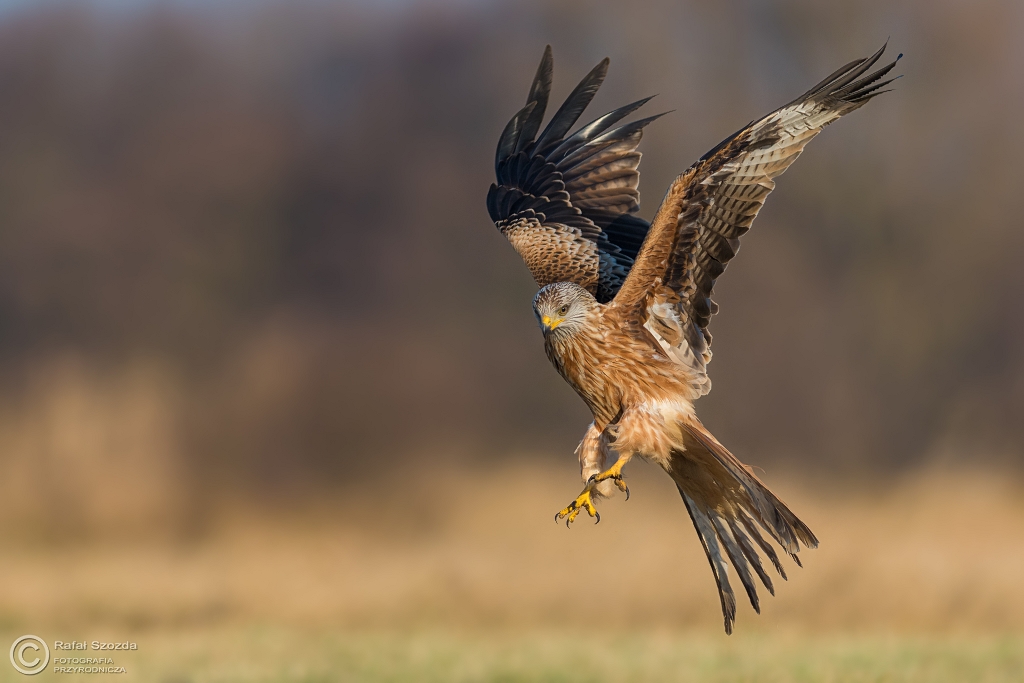 Kania Ruda, Red Kite (Milvus milvus) ... 2017r