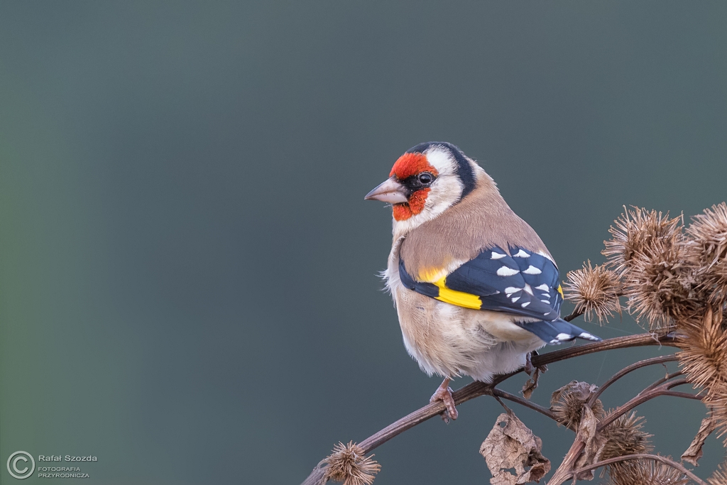 Szczygie�, European Goldfinch (Carduelis carduelis) ...