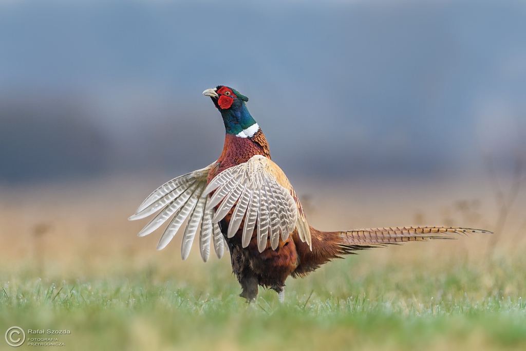 Toki - Ba�ant, Common Pheasant (Phasianus colchicus) ... 2017r