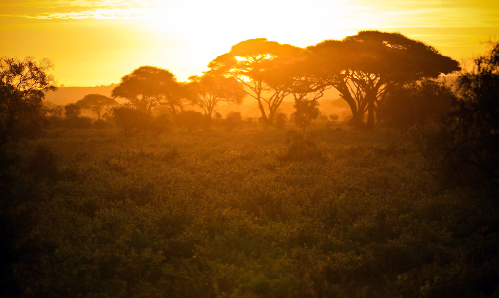 Safari Sunset