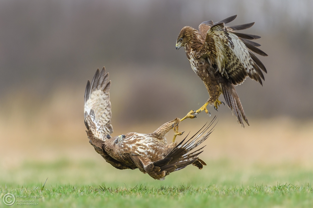 Fiko�ki ... Myszo�owy, Common Buzzard (Buteo buteo) ... 2017r