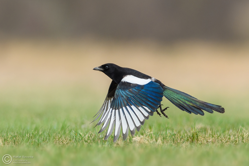 Sroka, Eurasian Magpie (Pica pica) ... 2017r