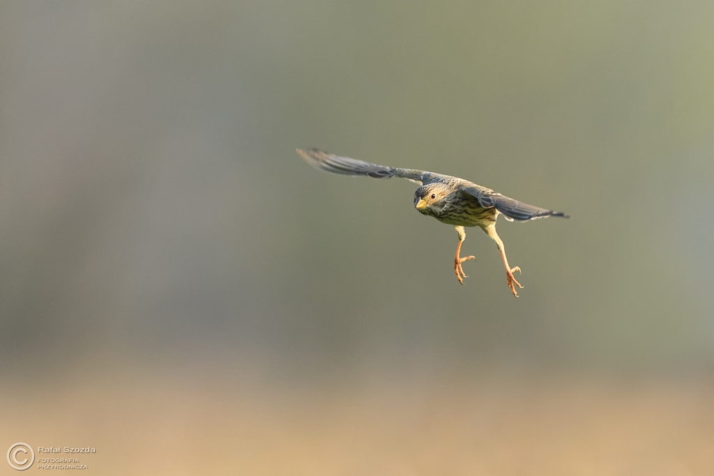 Potrzeszcz, Corn Bunting (Emberiza calandra) ... 2017r