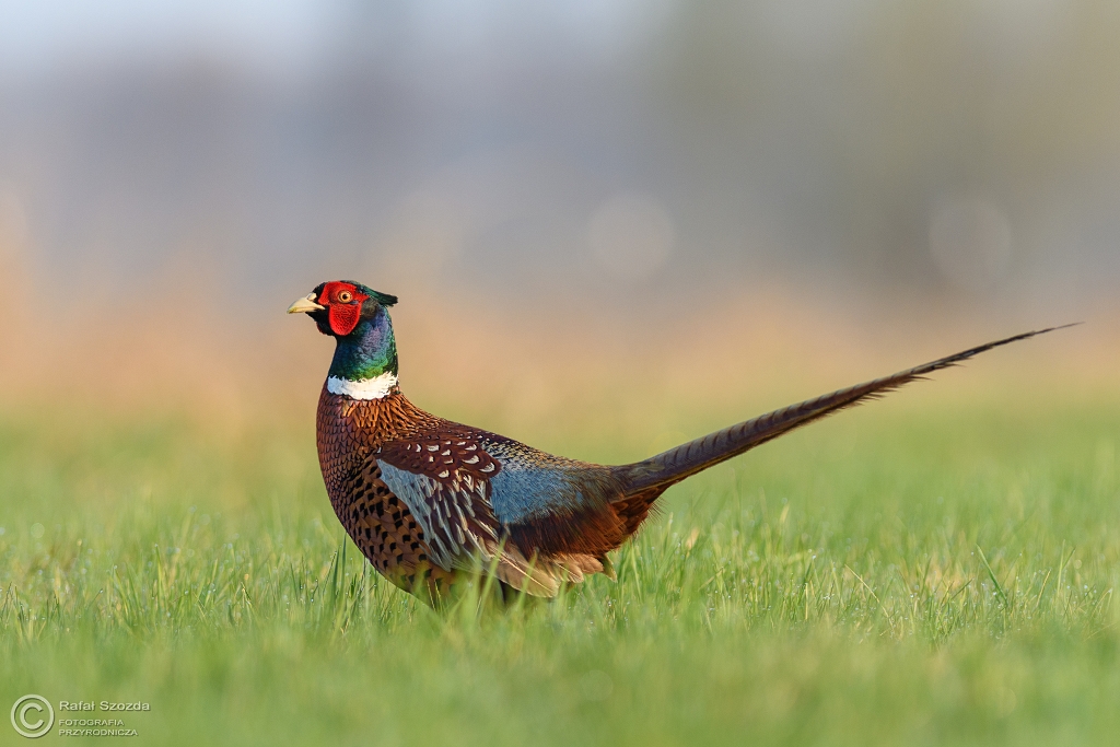 Ba�ant, Common Pheasant (Phasianus colchicus) ... 2017r