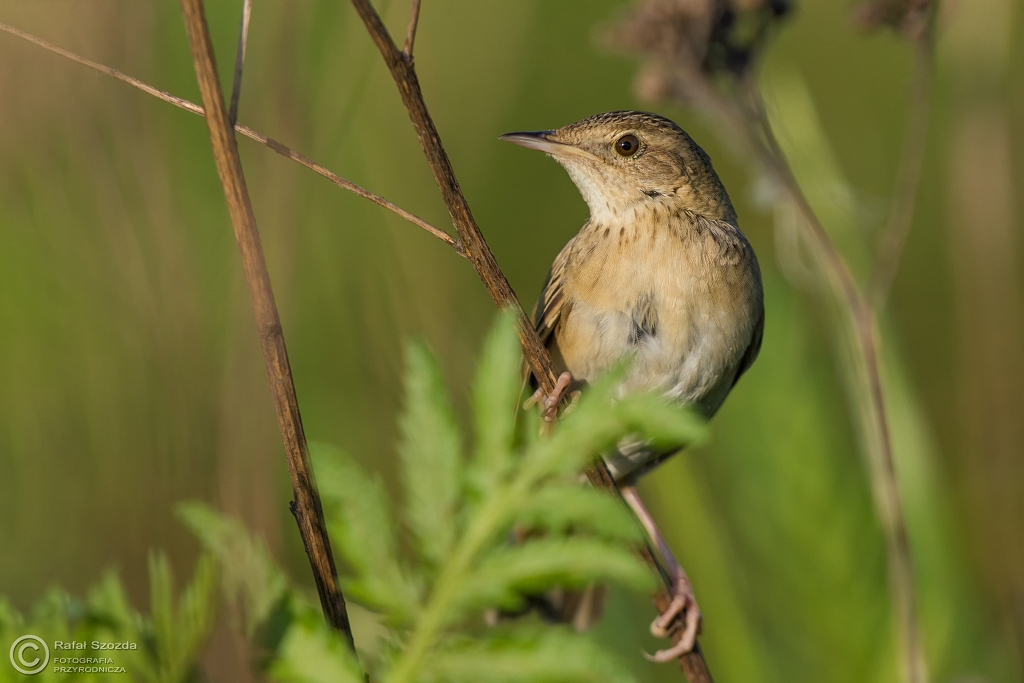 �wierszczak, Common Grasshopper-Warbler (Locustella naevia) ...